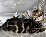 Кошки в Москве: Бенгальский котёнок  Девочка, Бесплатно - фото 4