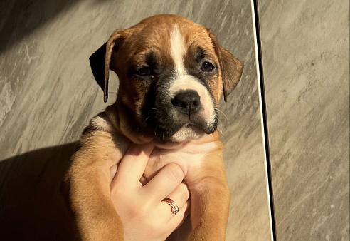 Щенок американского стаффордширского терьера! 