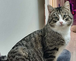 Кошки в Санкт-Петербурге: Полосатый  котик! Подросток ищет дом Мальчик, Бесплатно - фото 1