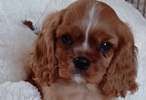 Мальчик Кавалер Кинг Чарльз спаниель 