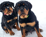 Собаки в других городах Московской области: Щенки ротвейлера Мальчик, Бесплатно - фото 4