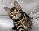 Кошки в Москве: Бенгальский котёнок  Девочка, Бесплатно - фото 2