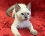 Кошки в Москве: ✨Тайский котёнок блю-пойнт, 3 месяца ✨ Мальчик, Бесплатно - фото 4