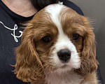 Собаки в Владимире: Щенки Кавалер Кинг Чарльз Спаниеля РКФ Мальчик, 75 000 руб. - фото 5