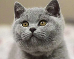 Кошки в Москве: Британские к/ш котята  Мальчик, Бесплатно - фото 4