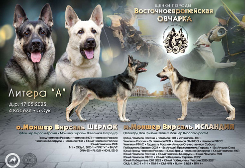 Щенки Восточноевропейской овчарки