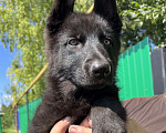 Собаки в Давлеканово: Немецкая овчарка черная девочка  Девочка, 11 000 руб. - фото 1