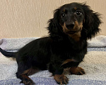 Собаки в Москве: Черно-подпалый мальчик длинношерстной таксы Мальчик, 50 000 руб. - фото 1