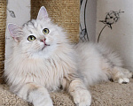 Кошки в Тюмени: Сибирский котёнок Девочка, 15 000 руб. - фото 1