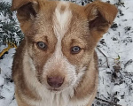 Собаки в других городах Тульской области: Отдам щенят-найдёнышей в добрые руки Мальчик, Бесплатно - фото 4