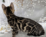 Кошки в Москве: Бенгальский котёнок  Девочка, Бесплатно - фото 5