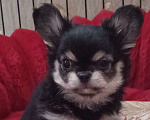 Собаки в Санкт-Петербурге: Щенок чихуахуа, длинношерстная девочка нарядного окраса Девочка, 60 000 руб. - фото 1