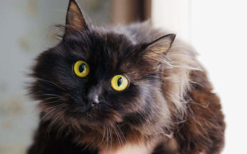 Котенок Трюфель ищет дом