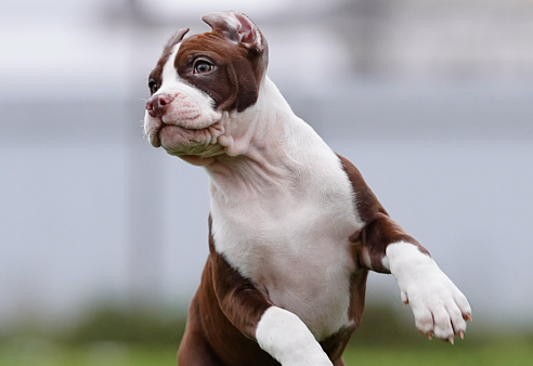 Щенки американского питбультерьера