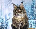 Кошки в Краснодаре: Грифон Мальчик, 40 000 руб. - фото 2