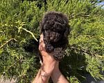 Собаки в Павловске: Коричневый миниатюрные/ той пуделята девочка и мальчик Мальчик, 60 000 руб. - фото 2