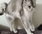 Кошки в Курске: Отдам в добрые руки метиса британской шиншиллы  Девочка, 500 руб. - фото 4