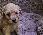 Собаки в других городах Московской области: Щенки той пудель Девочка, 40 000 руб. - фото 3