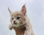 Кошки в Москве: Котята Мейн-кун Девочка, 35 000 руб. - фото 1