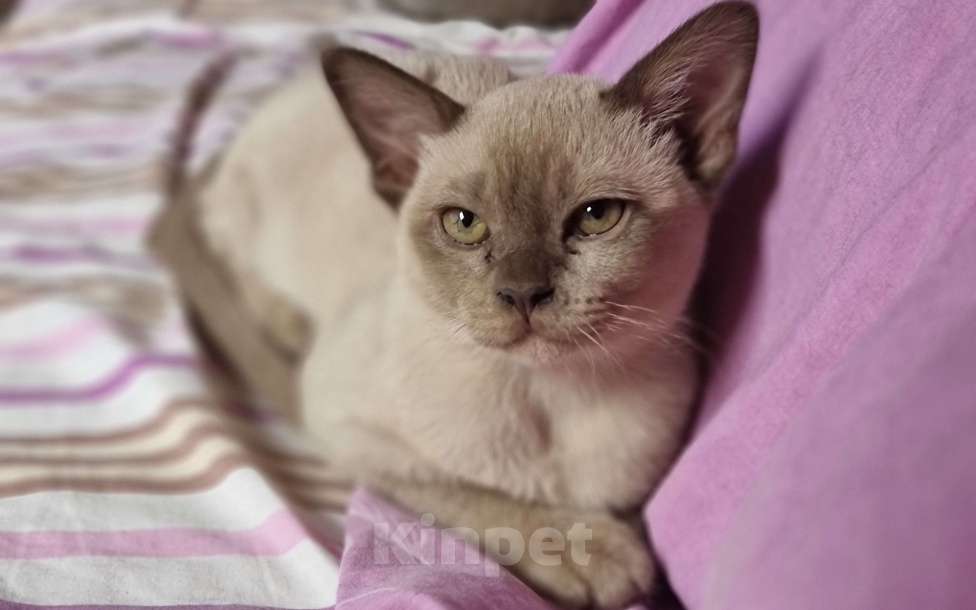 Кошки в Калининграде: Бурманская кошка Девочка, 75 000 руб. - фото 2