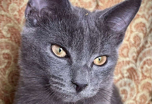 Голубой котенок в добрые руки