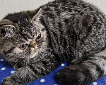 Кошки в Нижнем Новгороде: Котята породы Экзотическая короткошёрстная Мальчик, 12 000 руб. - фото 2