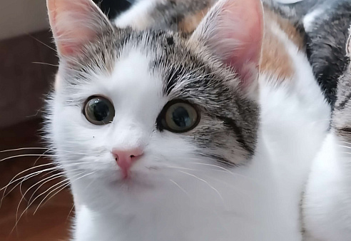 Котенок девочка в добрые руки