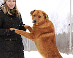 Собаки в Балашихе: Солнечный рыжий пёс Патат 3,5 года из приюта Мальчик, Бесплатно - фото 6