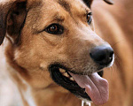 Собаки в Балашихе: Яркий рыжий пёс Абрикос 3,5 года из приюта Мальчик, Бесплатно - фото 7