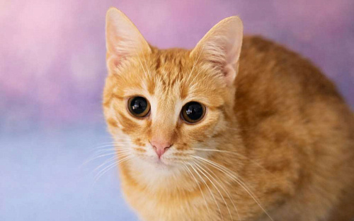 Шикарный юный котик Янтарь в добрые руки