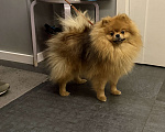 Собаки в Новосибирске: Померанский шпиц девочка  Девочка, 85 000 руб. - фото 2
