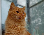 Кошки в Мурином: Рыжая кошка Фунтя Девочка, Бесплатно - фото 1