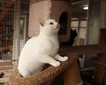 Кошки в Зеленограде: Котик Абрау в добрые руки Мальчик, Бесплатно - фото 5