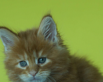 Кошки в Челябинске: Мейн кун Гардарики Мальчик, 65 000 руб. - фото 4