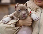 Собаки в Москве: Американский булли покет Девочка, 250 000 руб. - фото 3