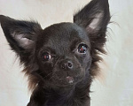 Собаки в Новосибирске: Щенок Чихуахуа Мальчик, 60 000 руб. - фото 2