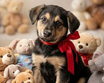 Собаки в Москве:  Алмаз вашей души 2 мес ждет новогоднего чуда-дом! Мальчик, Бесплатно - фото 1