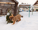 Собаки в Ярославле: Банхар щенок Девочка, 55 000 руб. - фото 5