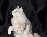 Кошки в Тюмени: Сибирский котёнок Девочка, 15 000 руб. - фото 5