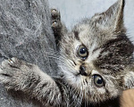 Кошки в Нижнем Новгороде: Котята породы Экзотическая короткошёрстная Мальчик, 12 000 руб. - фото 8