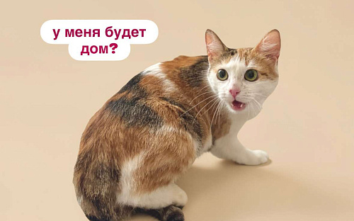 Дофаминка - ваш удачный выбор