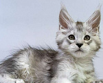 Кошки в Москве: Мейн кун котенок Мальчик, Бесплатно - фото 7
