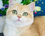 Кошки в Санкт-Петербурге: золотая шиншилла Девочка, 30 000 руб. - фото 1