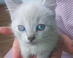 Кошки в Красноярске: Отдам котёнка в добрые руки Девочка, Бесплатно - фото 1
