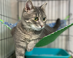 Кошки в Москве: Котик с золотисто-зелеными глазами ищет ма и па Мальчик, 100 руб. - фото 4