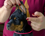 Собаки в Москве: Щенок добермана Девочка, 100 000 руб. - фото 2