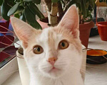 Кошки в Москве: Ласковый котенок Рэй в добрые руки Мальчик, 1 руб. - фото 1