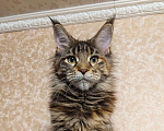 Кошки в Москве: Котята Мейн-кун от Чемпиона. Девочка Девочка, 50 000 руб. - фото 4