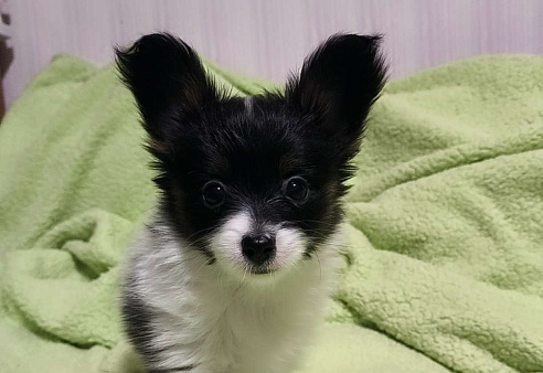 Папийон девочка триколор