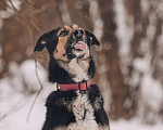 Собаки в Москве: Трогательная милашка Шаби в поиске любящих родителей! Девочка, Бесплатно - фото 3